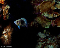 Barred Hamlet in Bonaire by Susan Beerman 